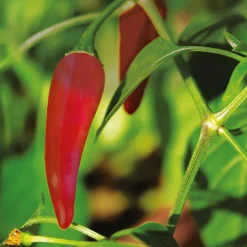 Chili Burn 120t